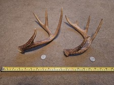 Whitetail deer 4x5antlers for sale  Jefferson