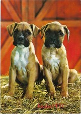 boxerwelpen gebraucht kaufen  Perleberg