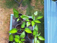 Hosta devon green for sale  SALISBURY