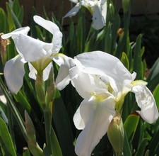 Iris fiorentinapianta biancama usato  Ferrara