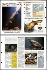 Duck billed platypus for sale  SLEAFORD