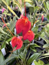 Masdevallia division cheryl for sale  Mountain View