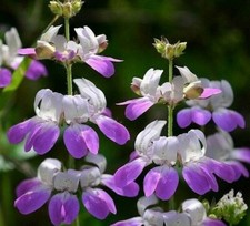 Chinese houses flower for sale  Berwyn