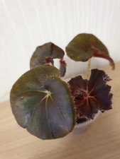 Begonia begonie erythrophylla gebraucht kaufen  Delmenhorst