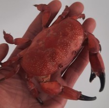 Curiosité taxidermie crabe d'occasion Curiosité taxidermie crabe d'occasion  Montpellier-
