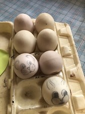 Bisque chicken eggs for sale  Lufkin