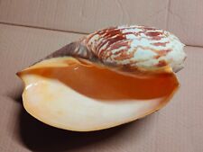 Conchiglia shell voluta usato  Piombino