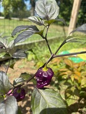 20x nightmare naga for sale  Cleveland