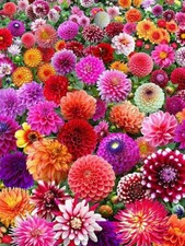 Bunte mischung dahlienknollen gebraucht kaufen  Minden