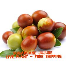 Sugarcane jujube chinese for sale  Marietta