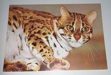 Alte bengalkatze raubkatze gebraucht kaufen  Haßmersheim