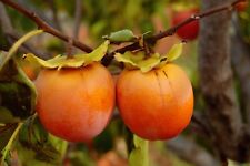 Delicious persimmon tree for sale  ROCHDALE