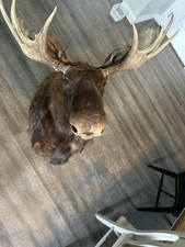 Alaskan moose mount for sale  Henefer