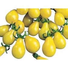 Cocktailtomate gelbes birnchen gebraucht kaufen  Schmidmühlen