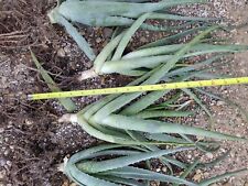 Aloe vera large for sale  Warren