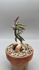 Euphorbia neurorubella monaden usato Euphorbia neurorubella monaden usato  Monterosso Almo