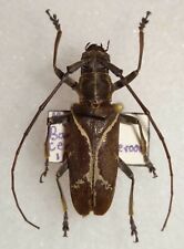 Cerambycidae longhorn beetle for sale  Depauw