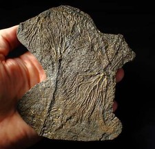 Large rare highly for sale  BRISTOL