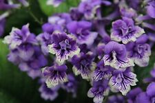 Streptocarpus blue frills for sale  MAIDENHEAD