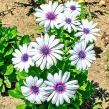 101 cape daisy for sale  Wichita