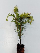 Yew hedge plants for sale  TARPORLEY