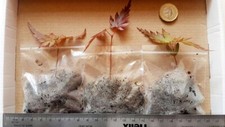 Japanese maple acer for sale  BRISTOL