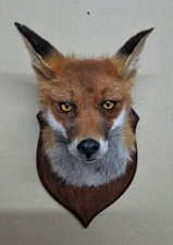 Taxidermy fox head for sale Taxidermy fox head for sale  WREXHAM