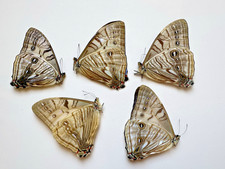 Morpho sulkowskyi for sale  Delray Beach
