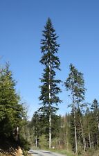 Weißtanne abies alba gebraucht kaufen  Kallmünz