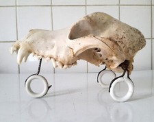 Tricycle crâne chien. d'occasion  Olliergues