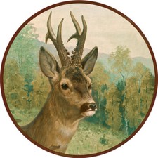 Rehbock carl zimmermann gebraucht kaufen  Grabenstätt
