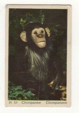 Confeitaria Dandy - Chimpanzé comprar usado  Enviando para Brazil