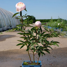 Pfingstrose paeonia lactiflora gebraucht kaufen  Deutschland