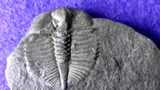 Trilobite cnemidopyge nuda usato  Napoli