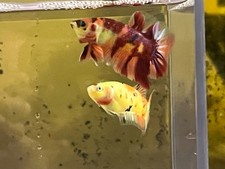 Sale big pair for sale  Ellicott City
