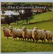 Cotswold sheep for sale  UK