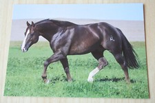 quarter horse gebraucht kaufen quarter horse gebraucht kaufen Berlin