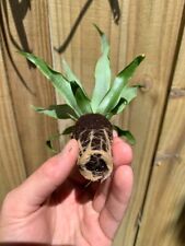 Sugarloaf pineapple starter for sale  Rockport