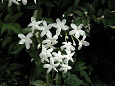 Pianta gelsomino jasminum usato  Terlizzi