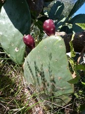 Prickly pear cactus for sale  San Antonio