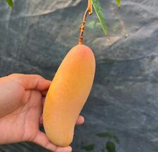 Grafted mango maha for sale  USA