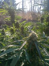 Organic plant fertilizer for sale  Yreka