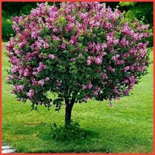 Dwarf korean lilac for sale  LIVERPOOL