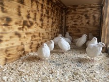 12x english white for sale  WOLVERHAMPTON