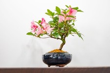 satsuki azalea for sale satsuki azalea for sale DERBY