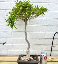 Tall ficus nerifolia for sale  Mokena