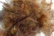 Plumes cul canard d'occasion  Clermont-Ferrand-