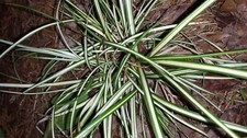 Carex evergold plants for sale  Newark