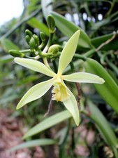 Organic vanilla orchid for sale  Milford