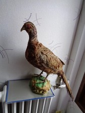 Trophee chasse coq d'occasion  Auchel